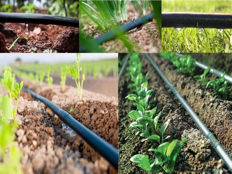 مناقصه آبیاری قطره ای
